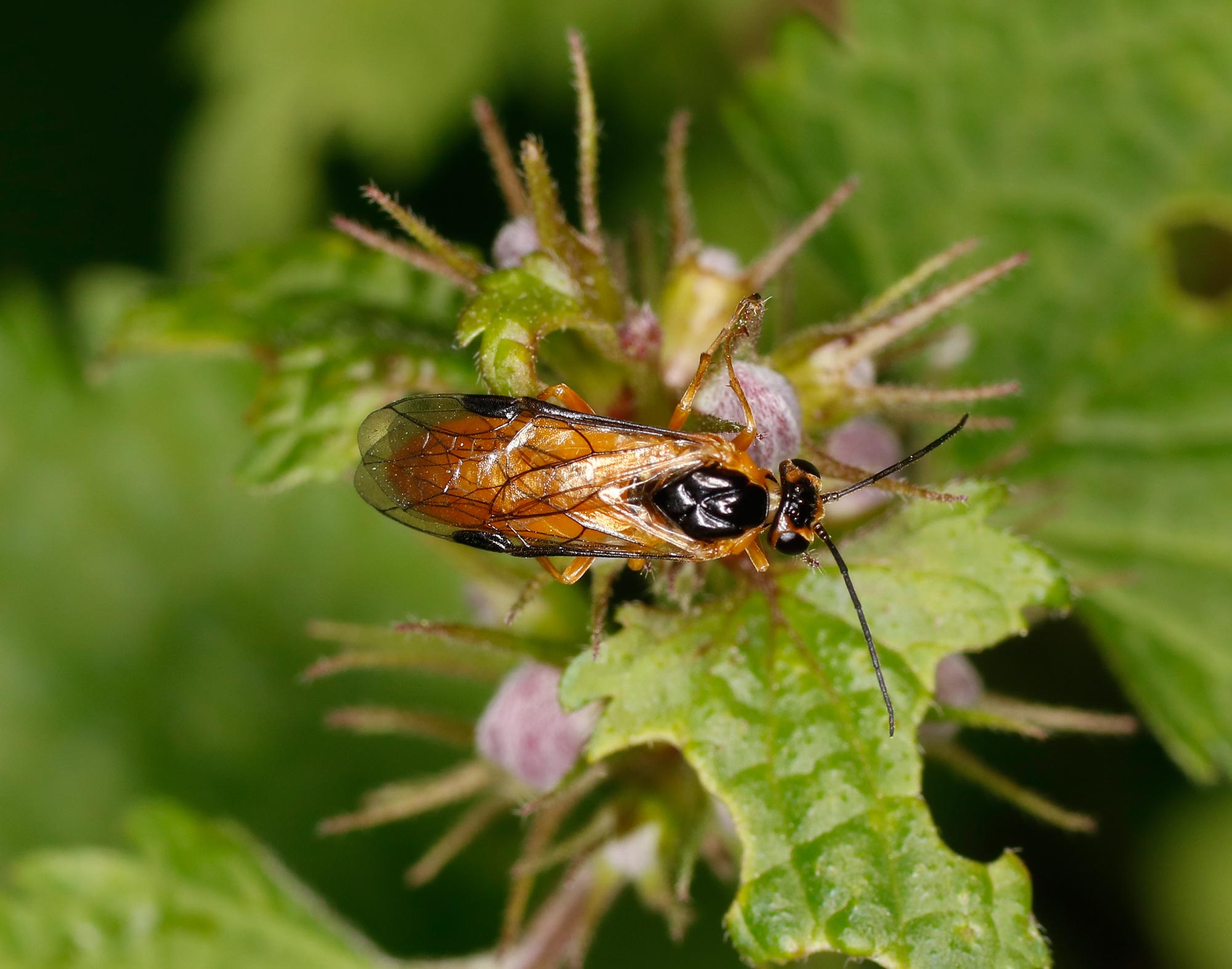 Tenthredinidae Nematinae da ID: forse Pteronidea sp.